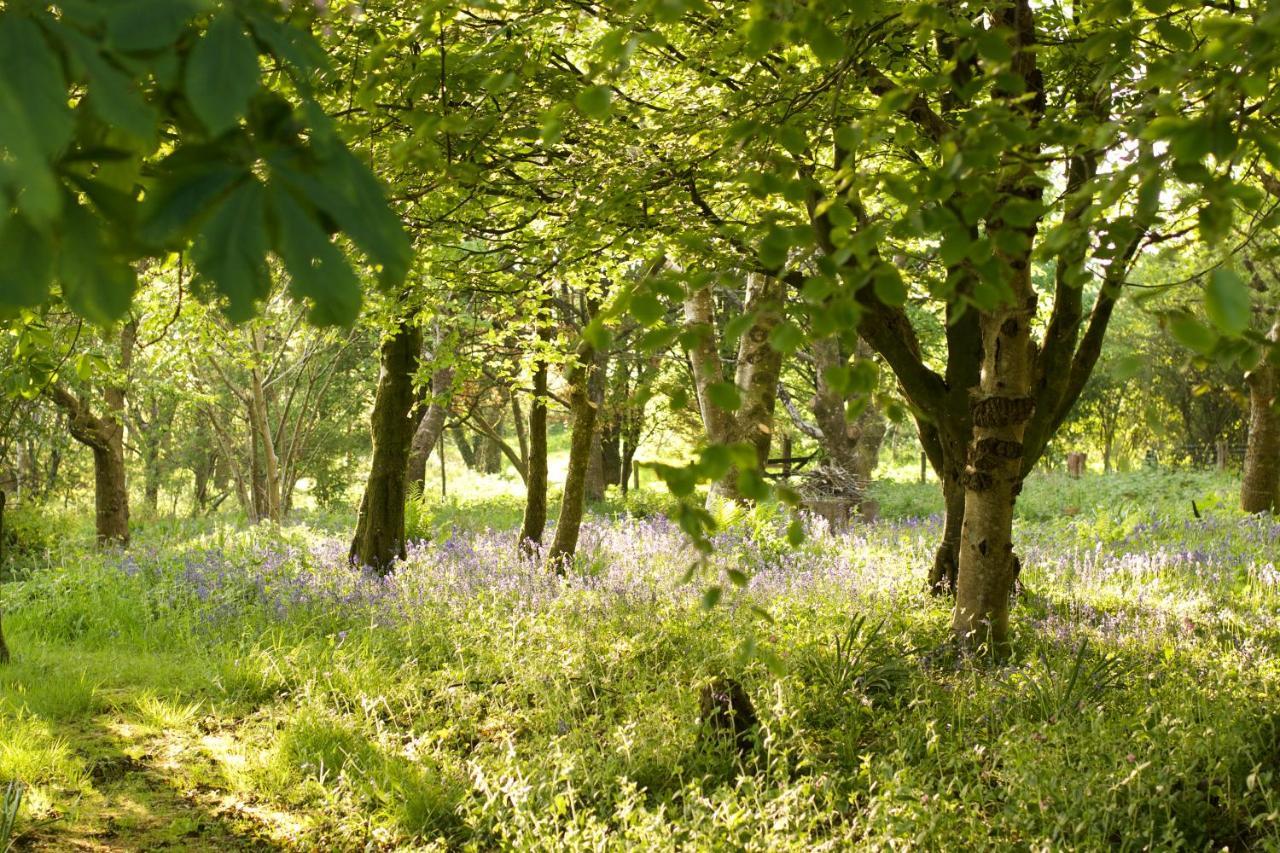 Holwell Holistic Retreat Panzió Barnstaple Kültér fotó